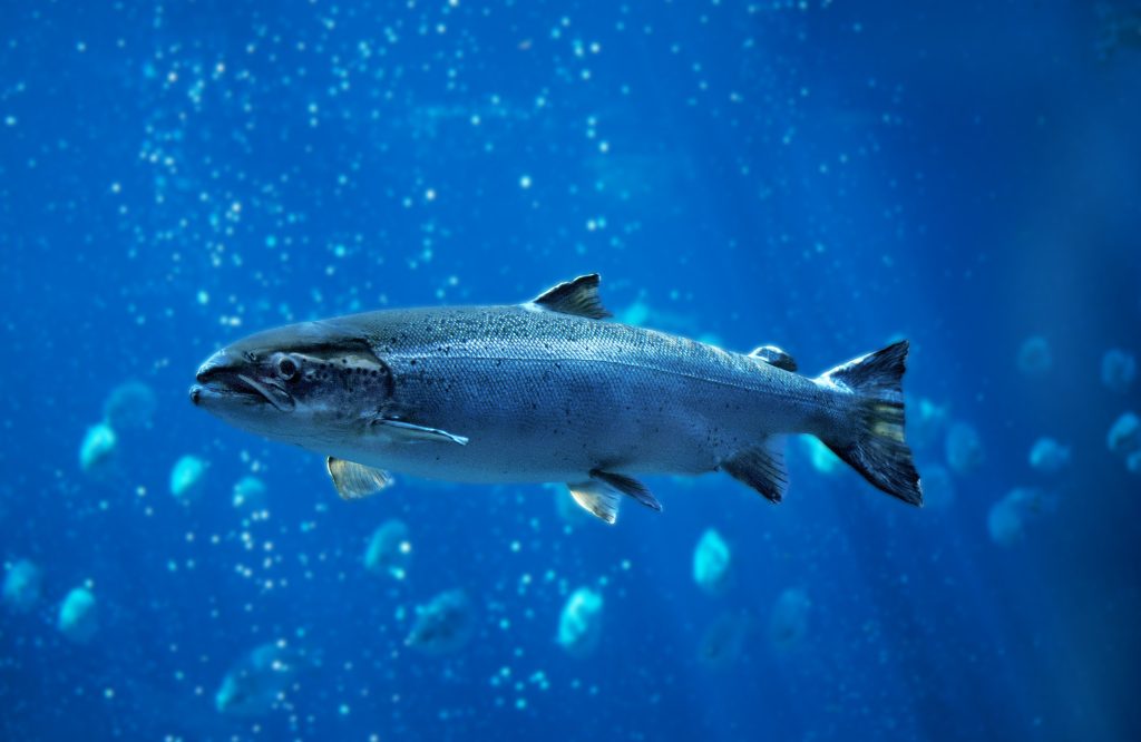 ATLANTIC SALMON salmo salar, QUEBEC CANADA