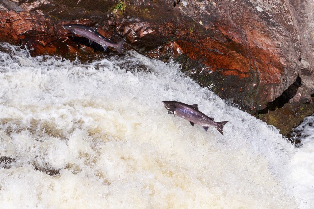 The mighty Wild Atlantic salmon leaping on waterfall on route to spawning grounds during the summer in the Scottish highland.